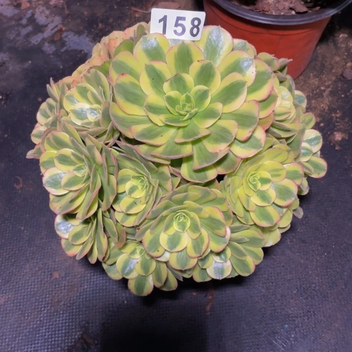 158老庄多肉法师雨荷