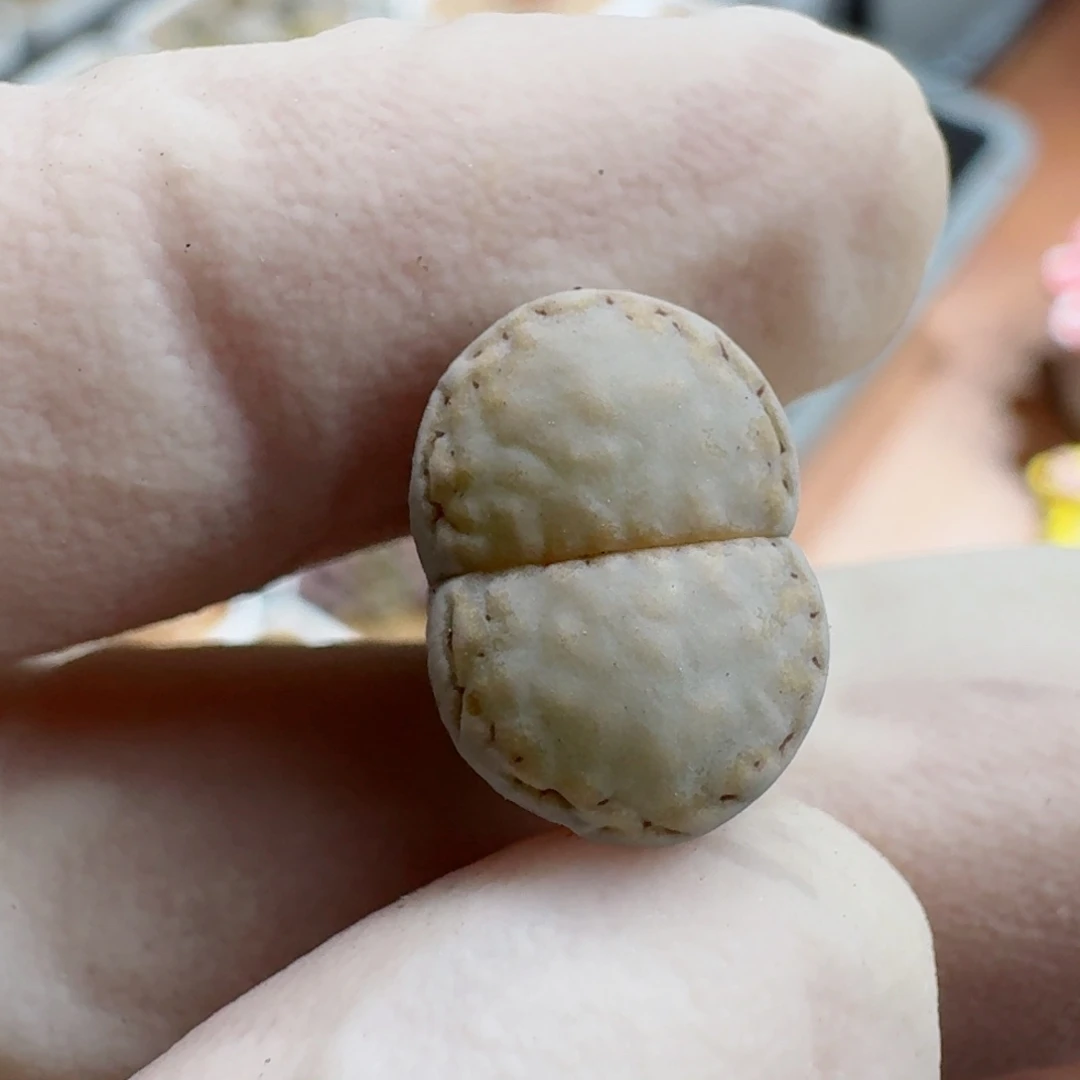 小***行1003-042饼干324优选