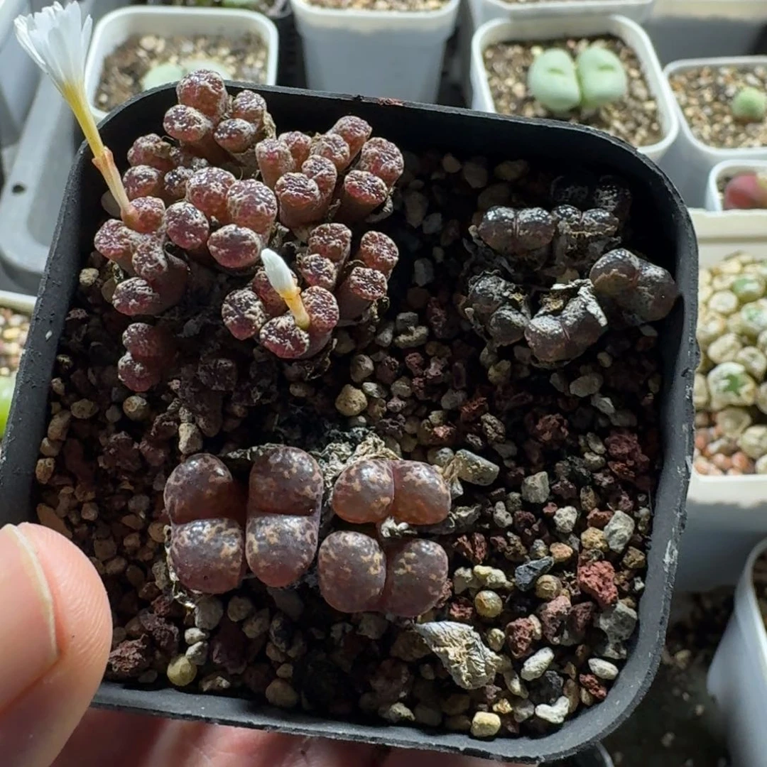 339。特别漂亮勋章一盒。带盆