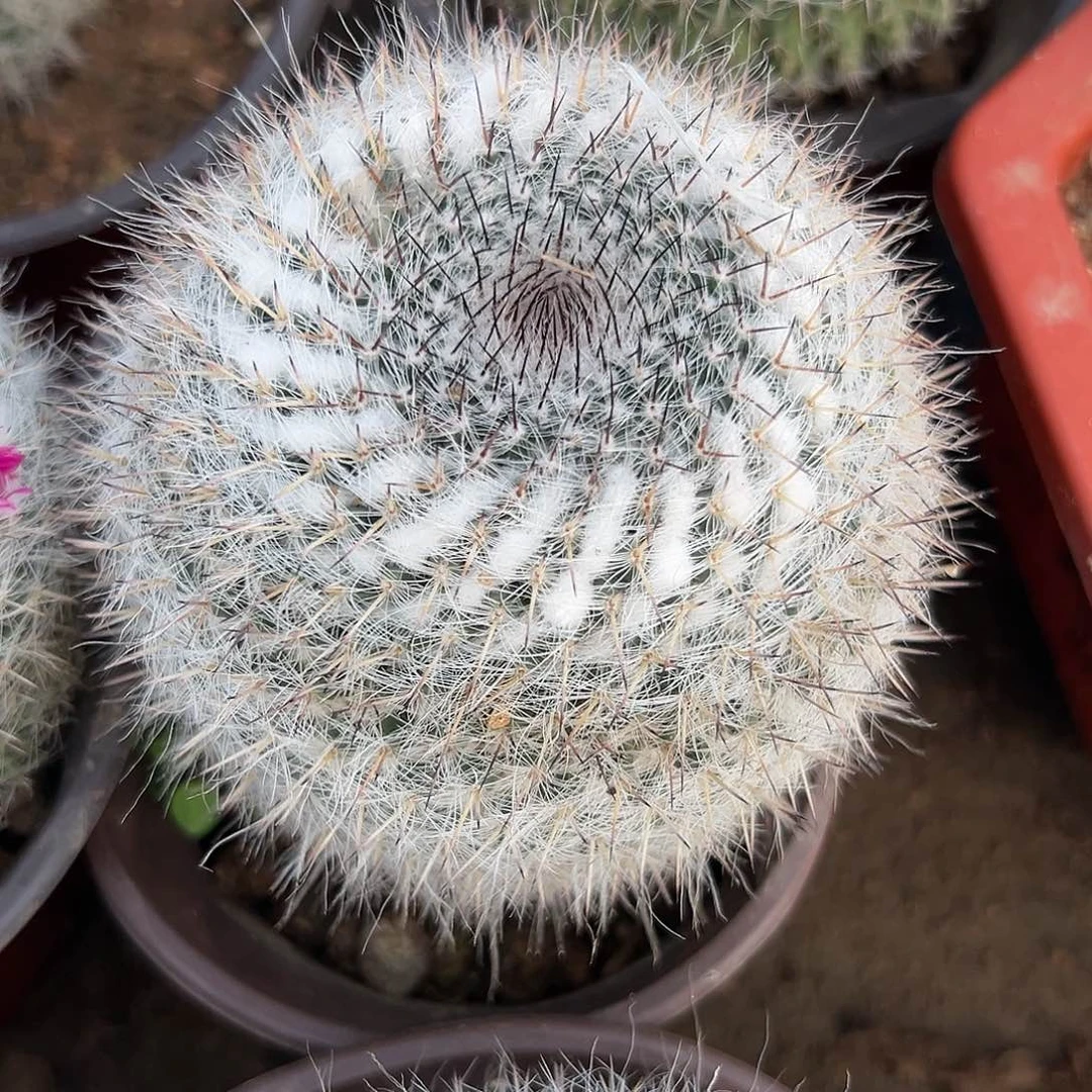 多肉植物多肉植物