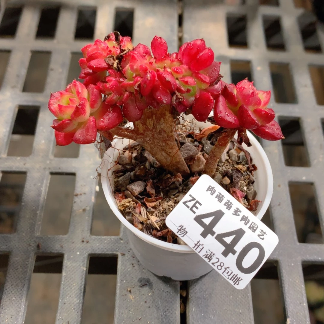 肉萌萌拇指盆精控多肉ZE440