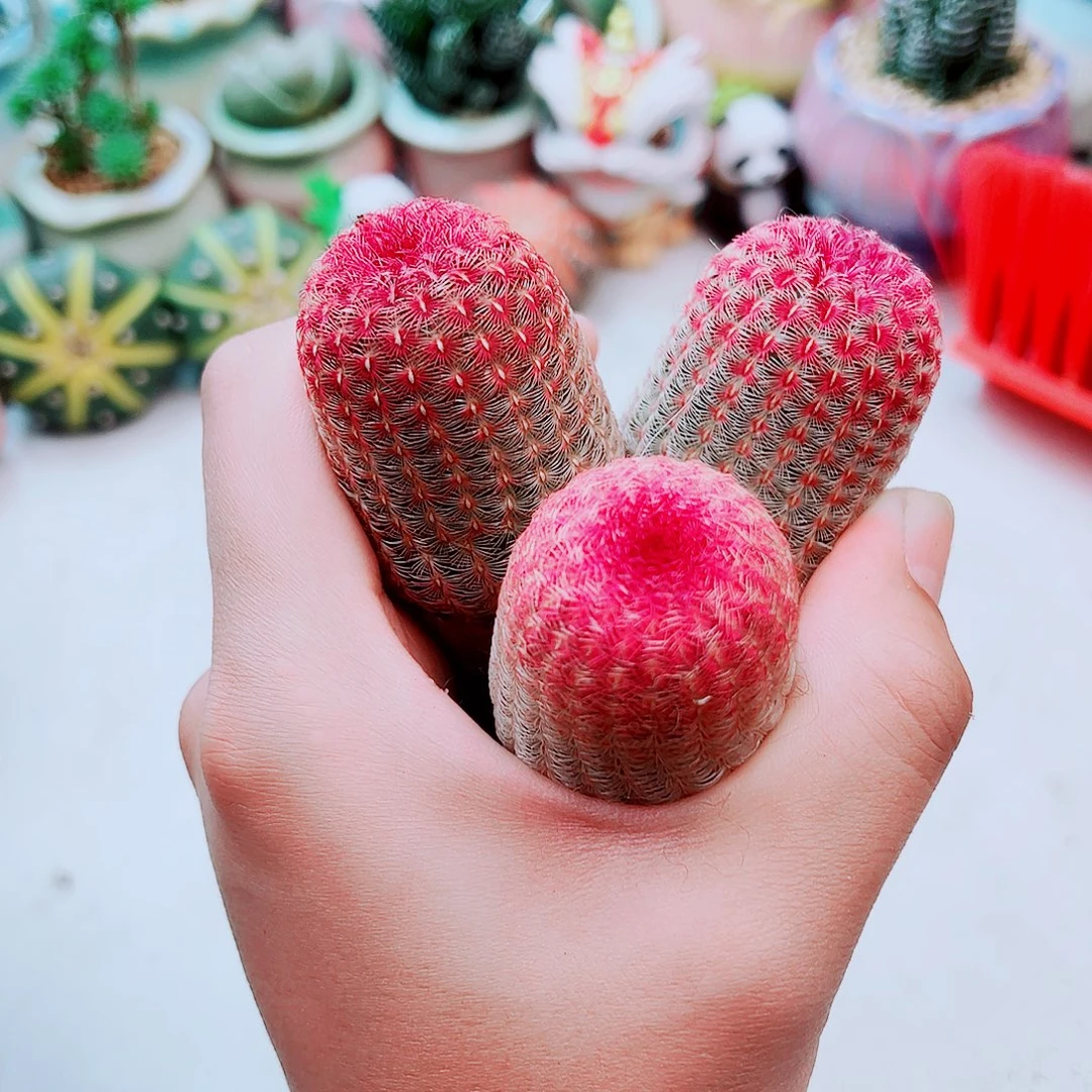 红太阳多肉植物多肉