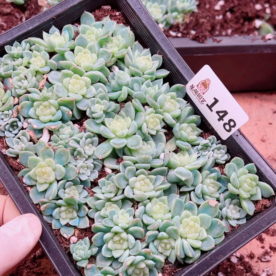 o***y多肉植物多肉植物