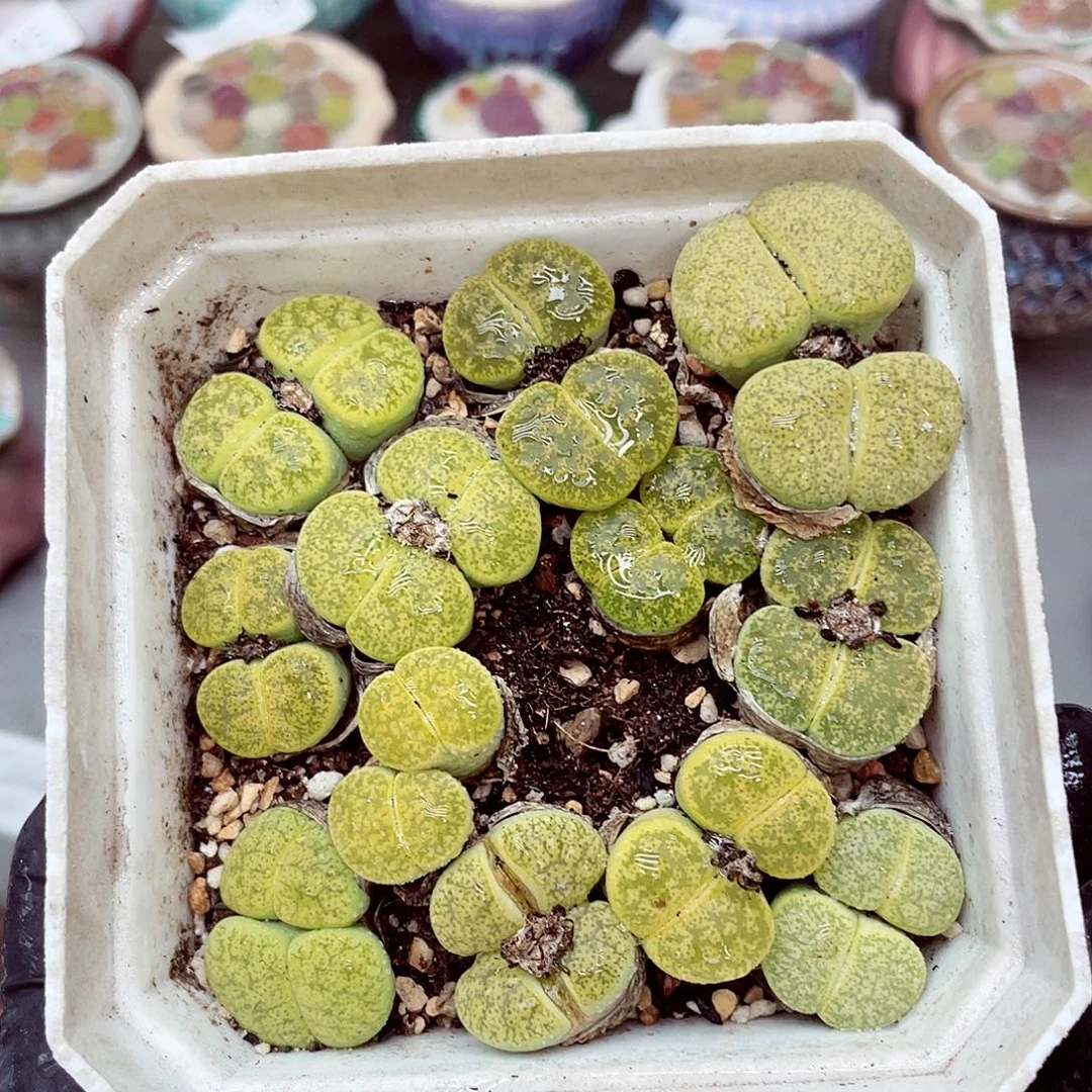 生石花满18包邮0925-152