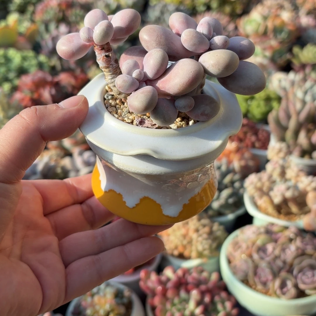 奥***抱腰子蛋多肉带盆发货387