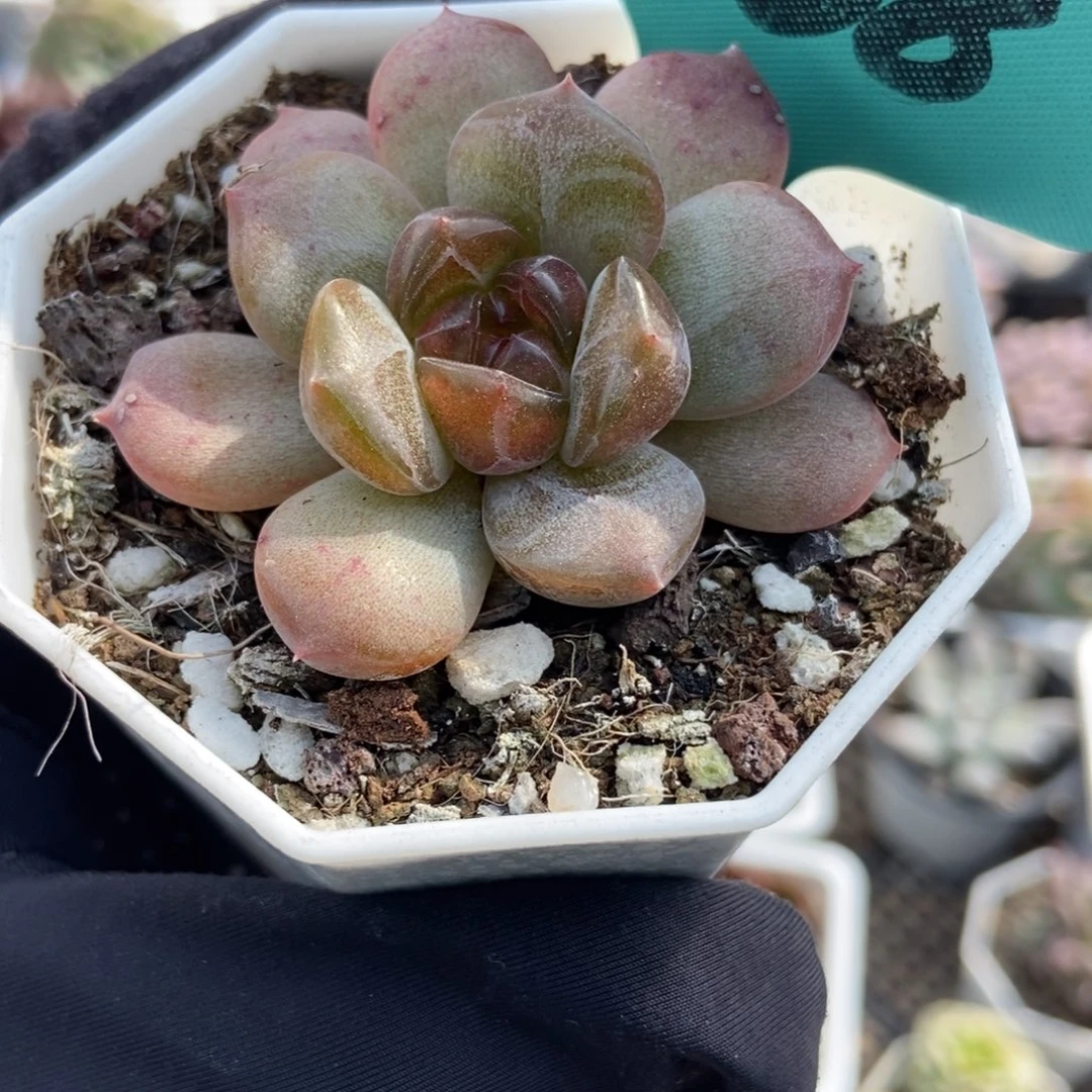 1838红恋多肉植物多肉