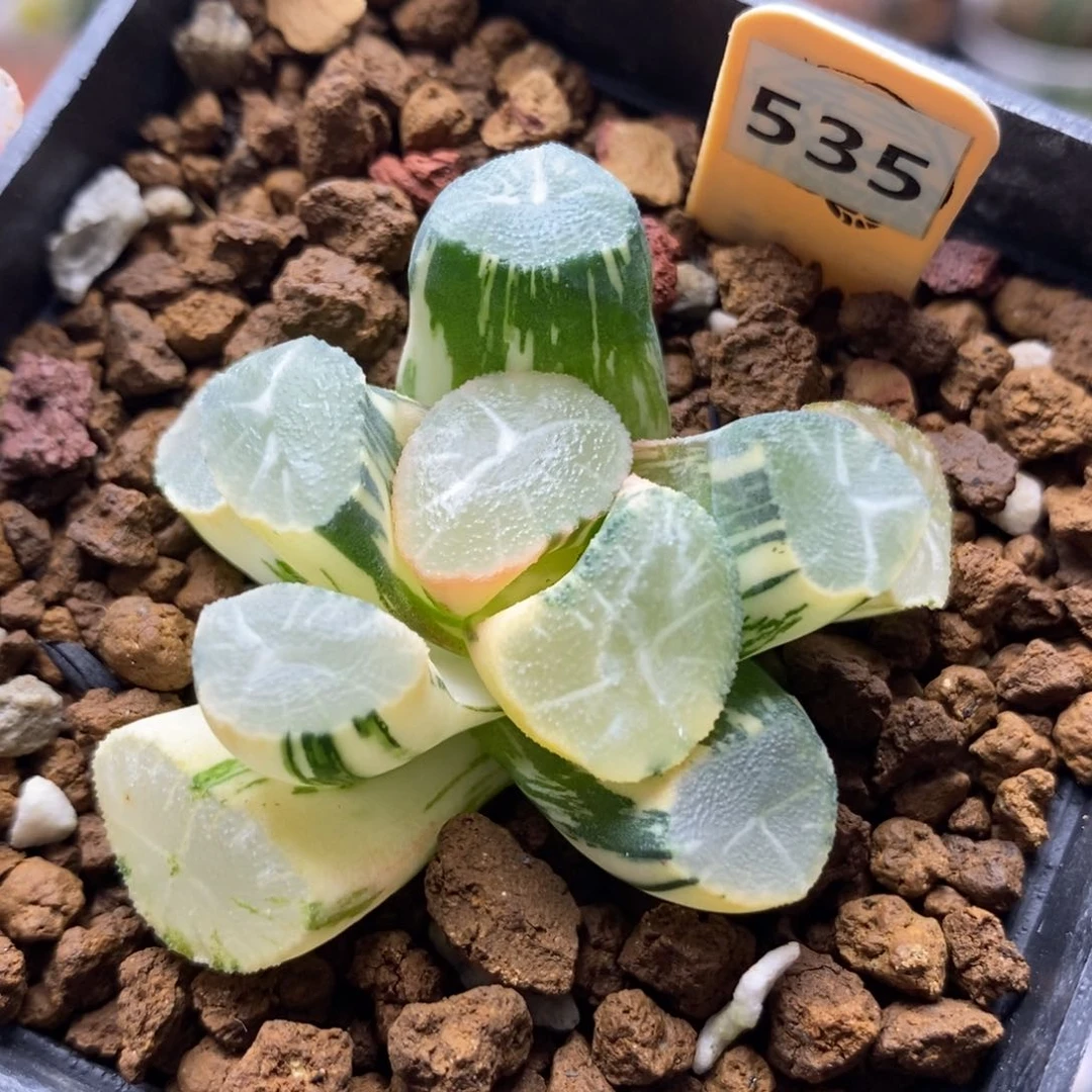 535玉龙万象锦一物一拍