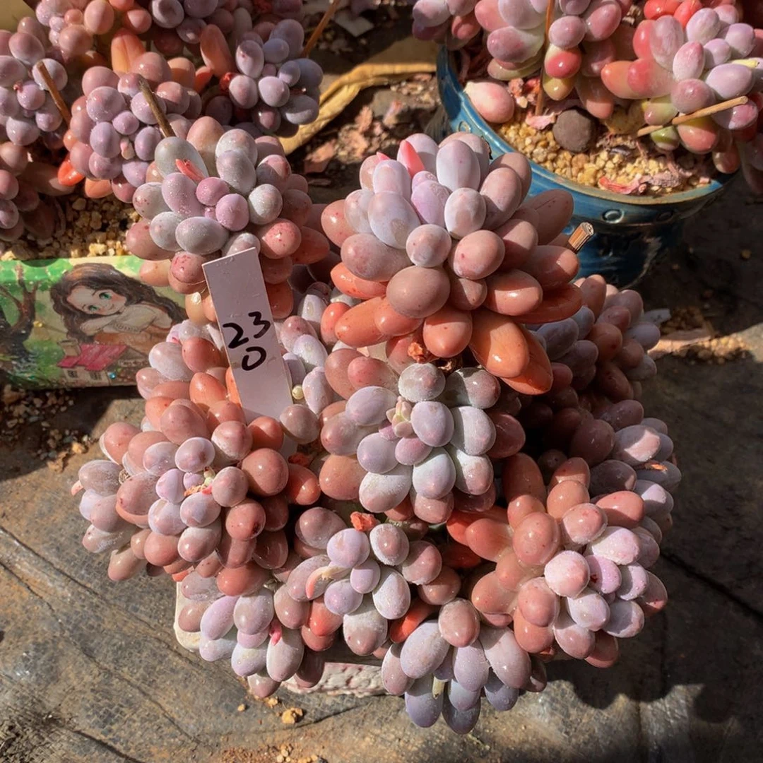 眼光7272726272627272