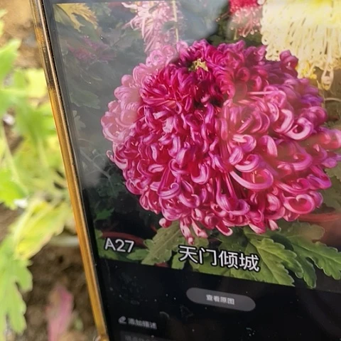 完全开放天门倾城