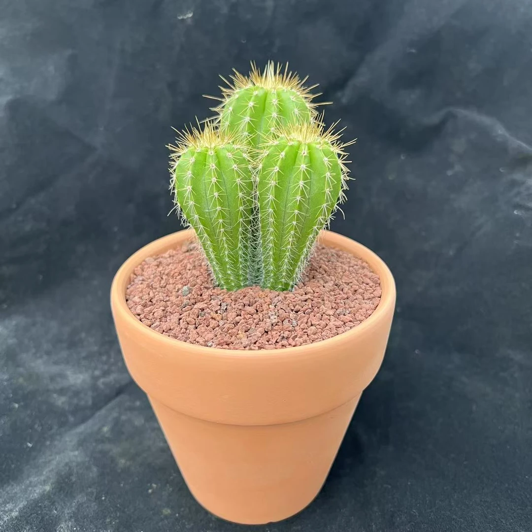 小号多头大凤龙 龙凤柱 仙人柱