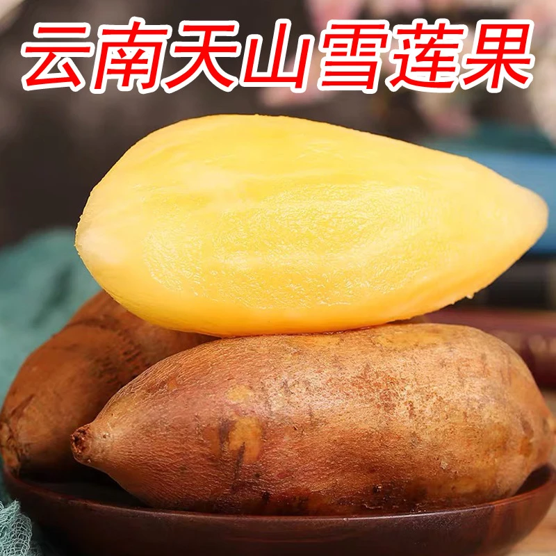 正宗云南天山雪莲果头茬现挖甜脆多汁新鲜应季低糖水果净重5斤