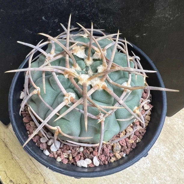 豪刺三枪玉实生仙人球仙人掌多肉植物防辐射小盆栽办公室吸甲醛