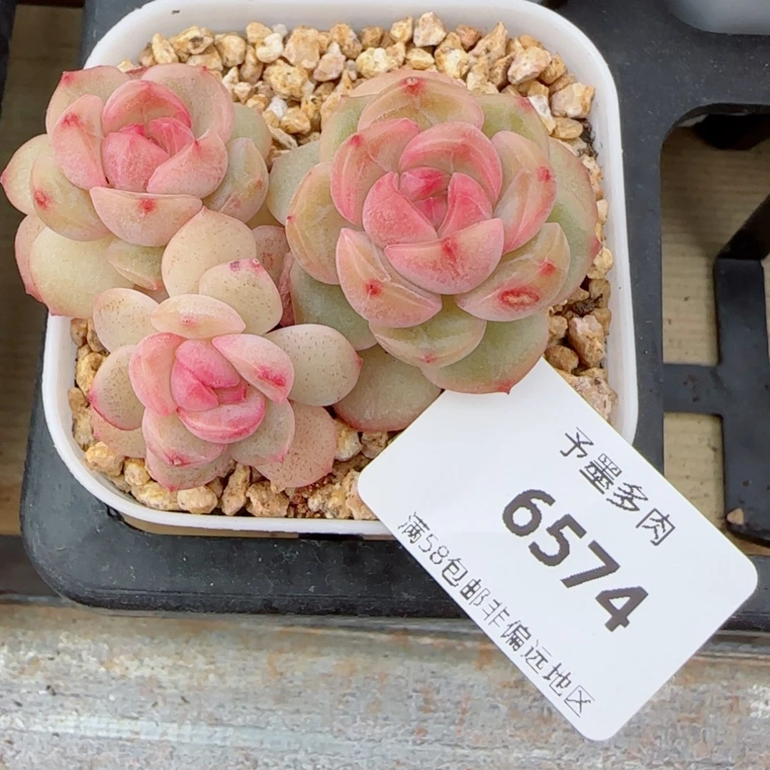 琴心，6574多肉植物