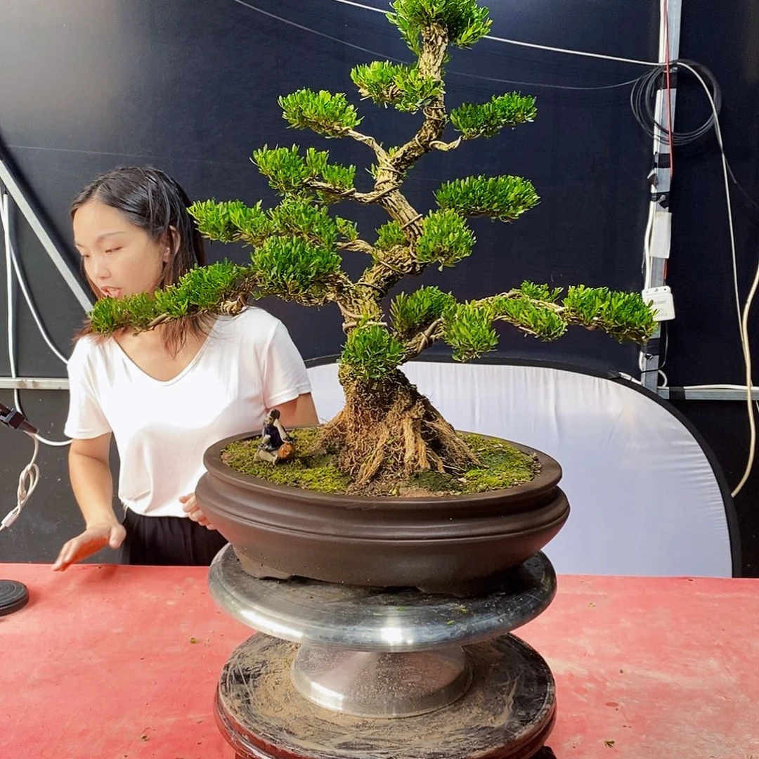 无花朵广东雀舌黄杨盆景