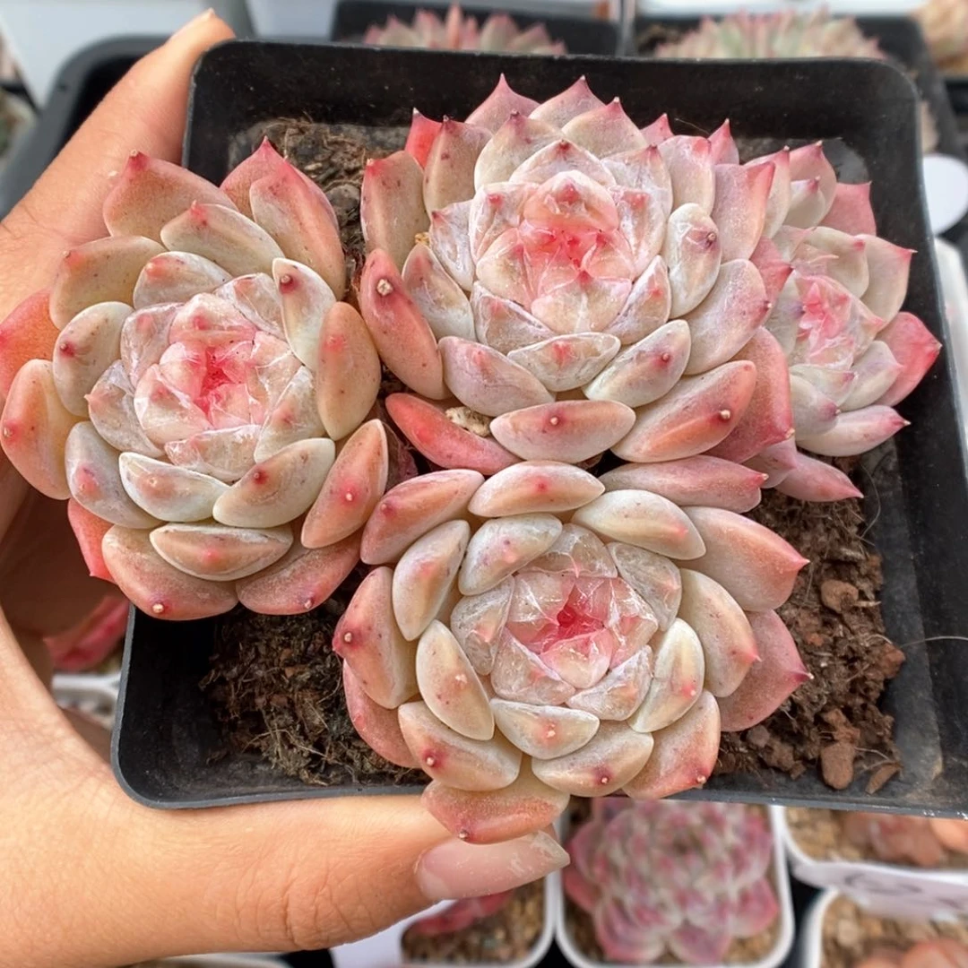 糖心冰魄群生784号。