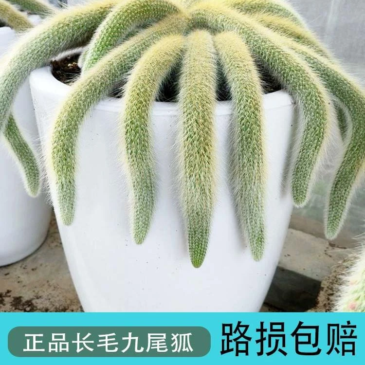 九尾狐多肉正版长软毛品种开花可垂吊型室内阳台绿植盆栽稀有植物