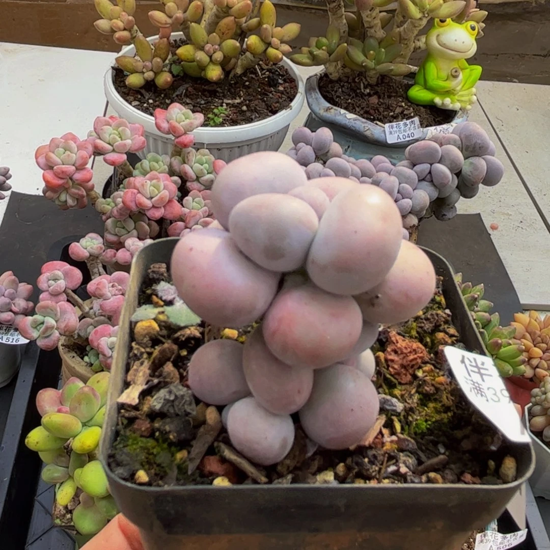 562/3cm芭比奶酪多肉植物