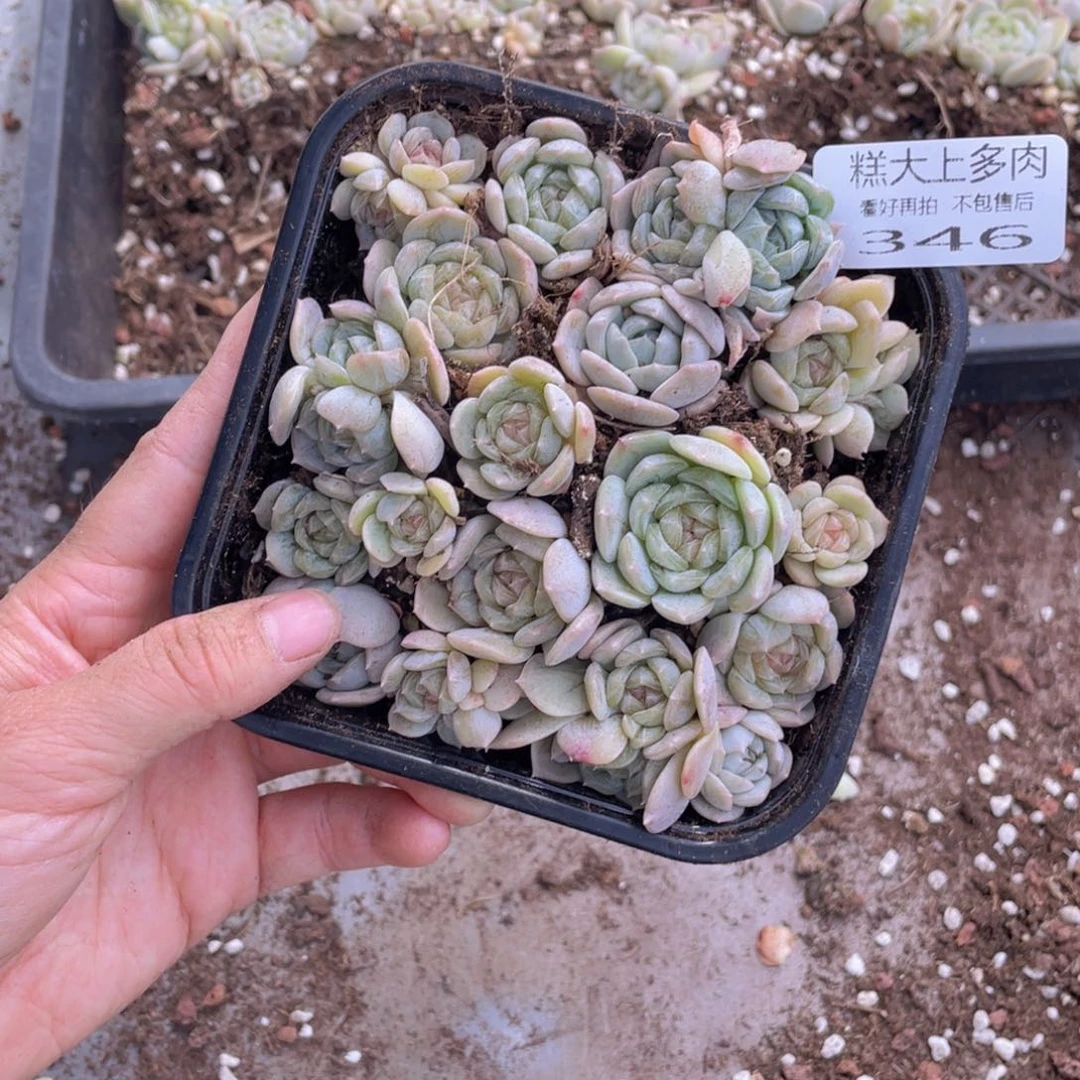 糕大上多肉植物346