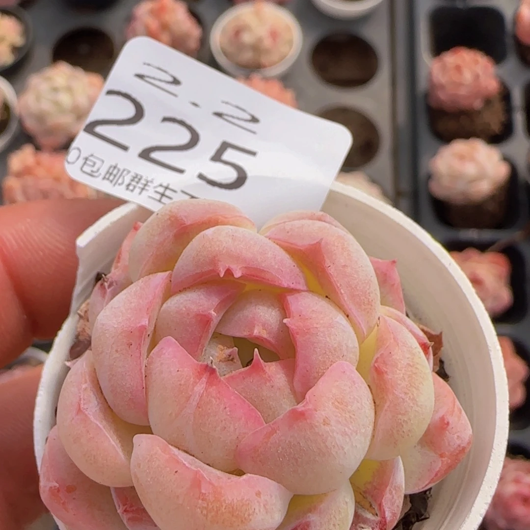 白桃汽水单头一颗