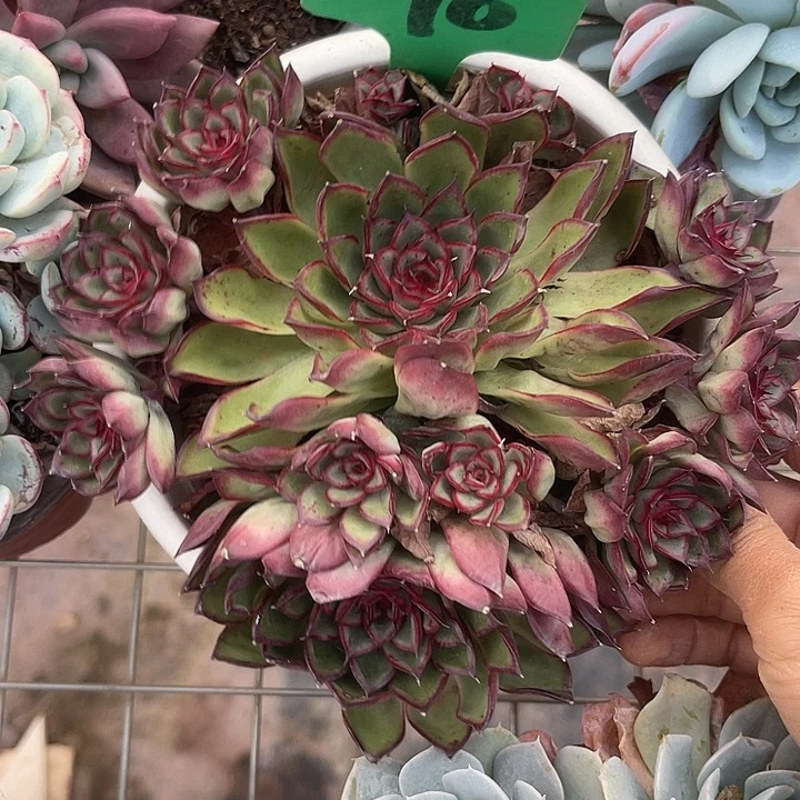 两单包邮，一物一拍90荧火虫