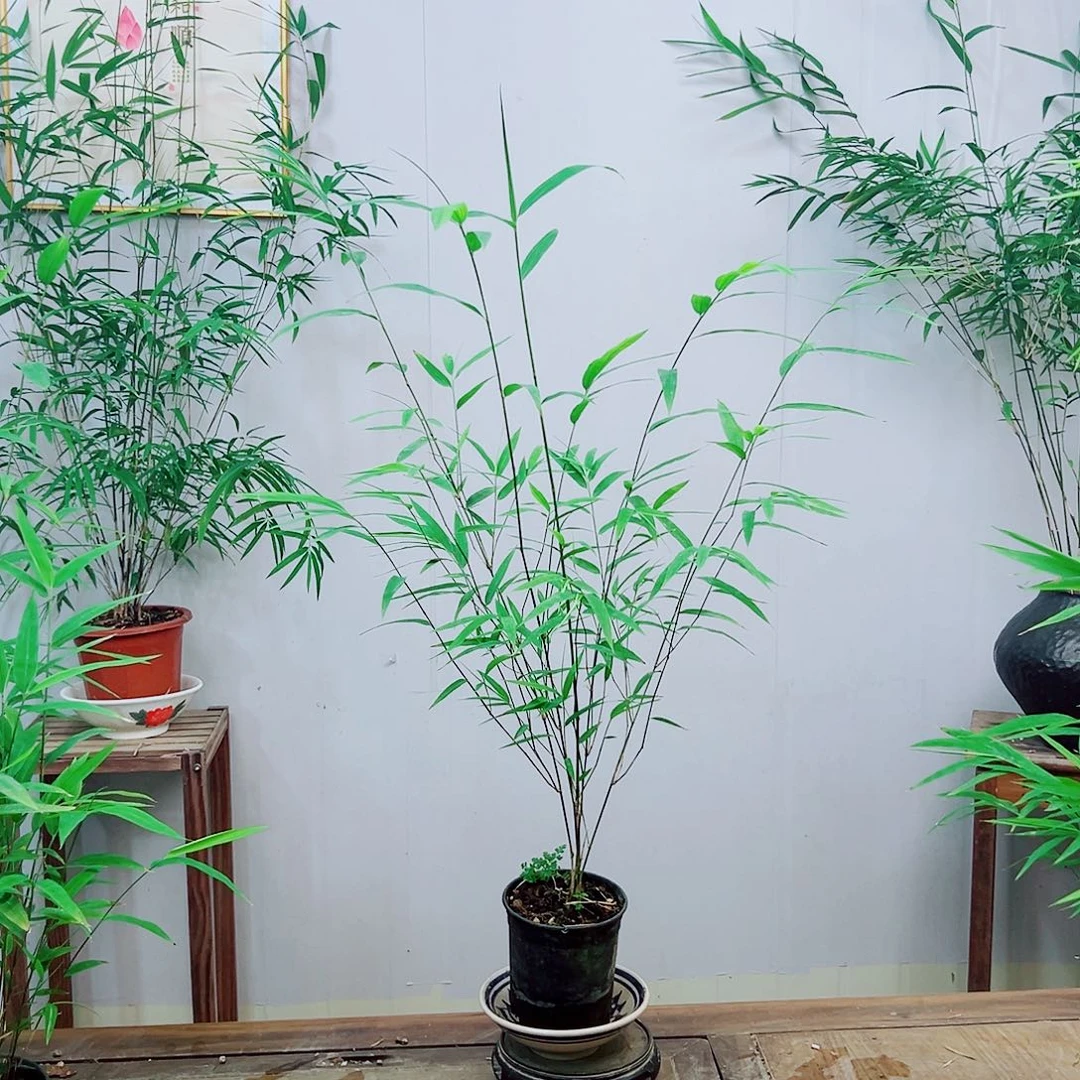 不开花植物内门竹