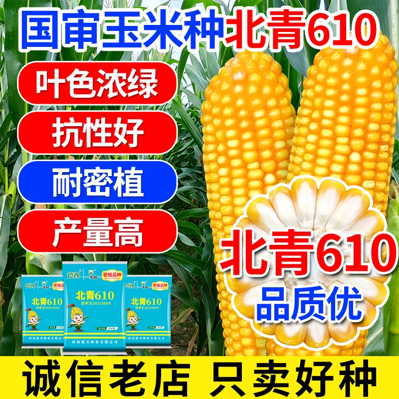 国审北青610高产玉米种子4500粒 耐密植产量高 矮杆大棒 耐旱耐涝