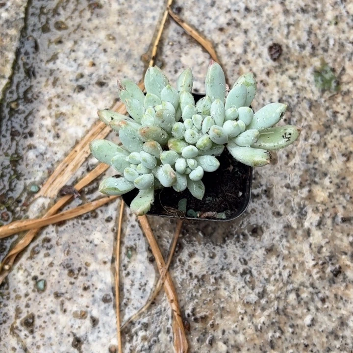 多肉植物奶糖小群