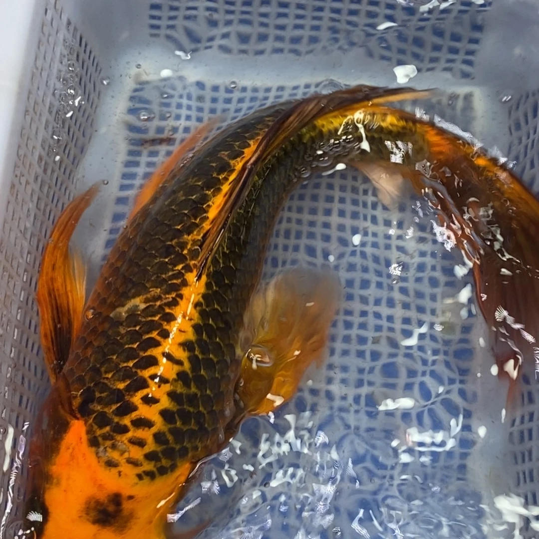 锦鲤冷水锦鲤包邮