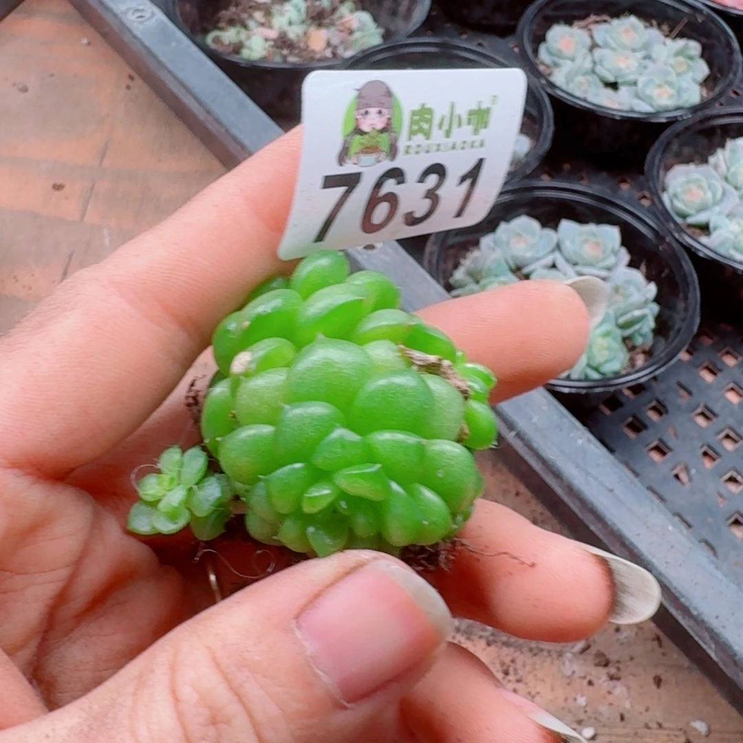 多肉植物多肉植物