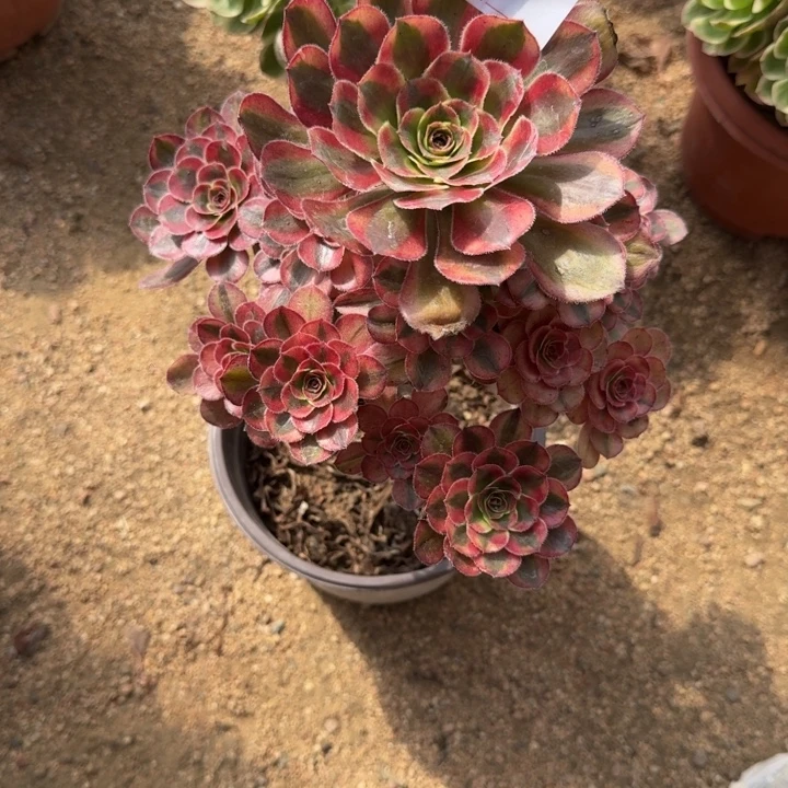 袋****无花朵初恋523多肉植物