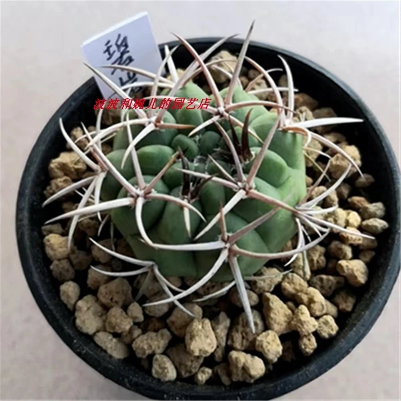 碧岩玉实生仙人球室内桌面趣味耐旱易养护硬刺趴刺防辐射稀有盆栽