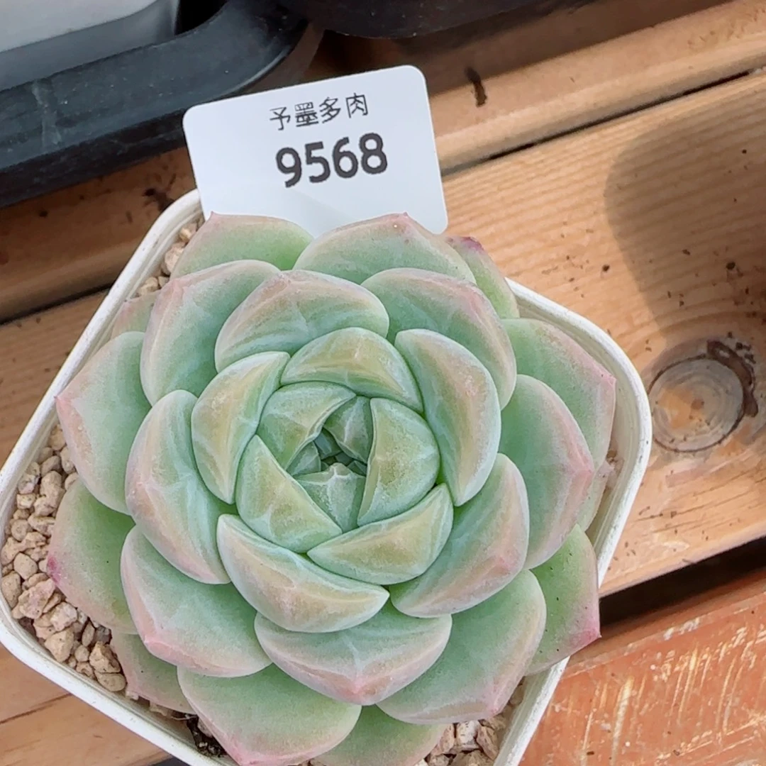 白桃，9568多肉植物