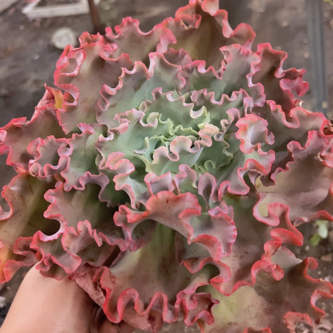 高沙之翁大单头老桩