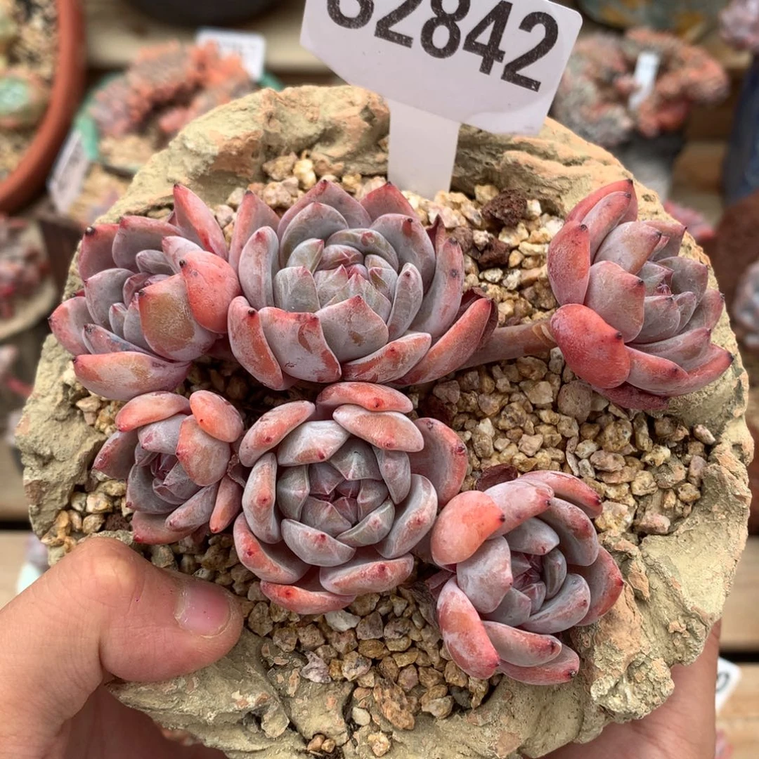 S2842 星影飘枝 有砍 12cm
