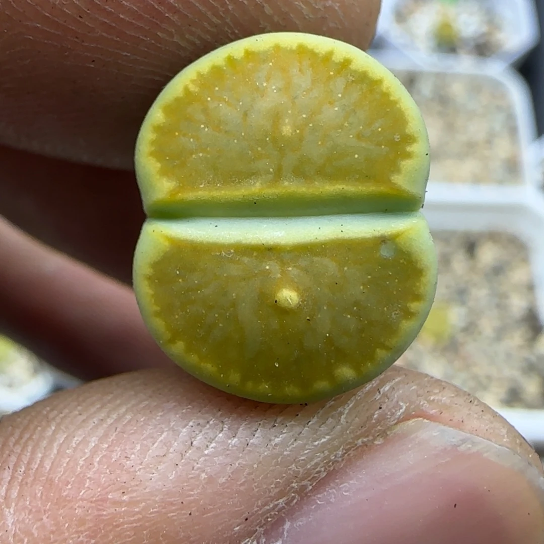 349 生石花大棚直播