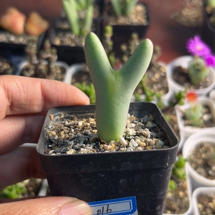 016 皮卡丘少将多肉植物