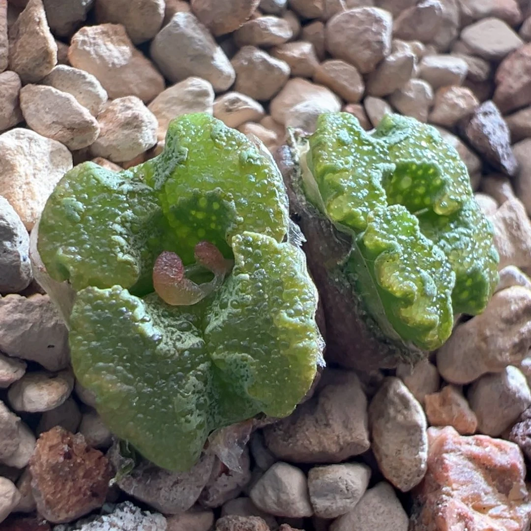 271。江南优选全窗超蝶