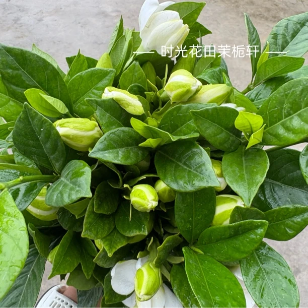 栀子花鲜花大花浓香插瓶鲜切花桌面水养四川大叶栀子花当日鲜采栀