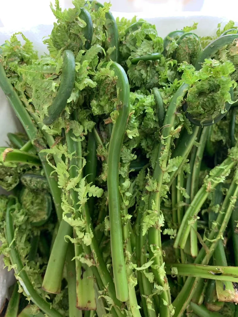 黑龙江野生山野菜广东菜 黄瓜香现采现发 2.5斤包邮