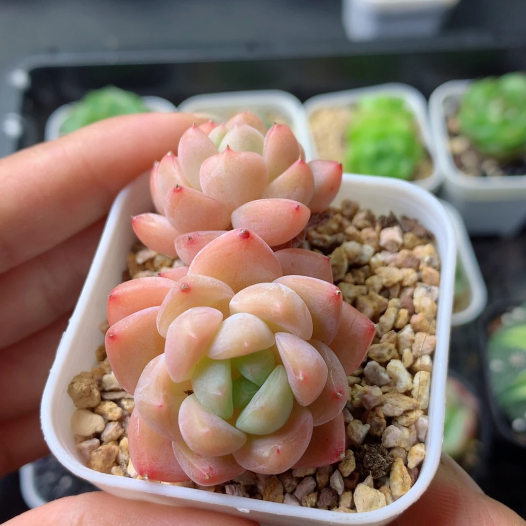 58包邮  群生不包整 63