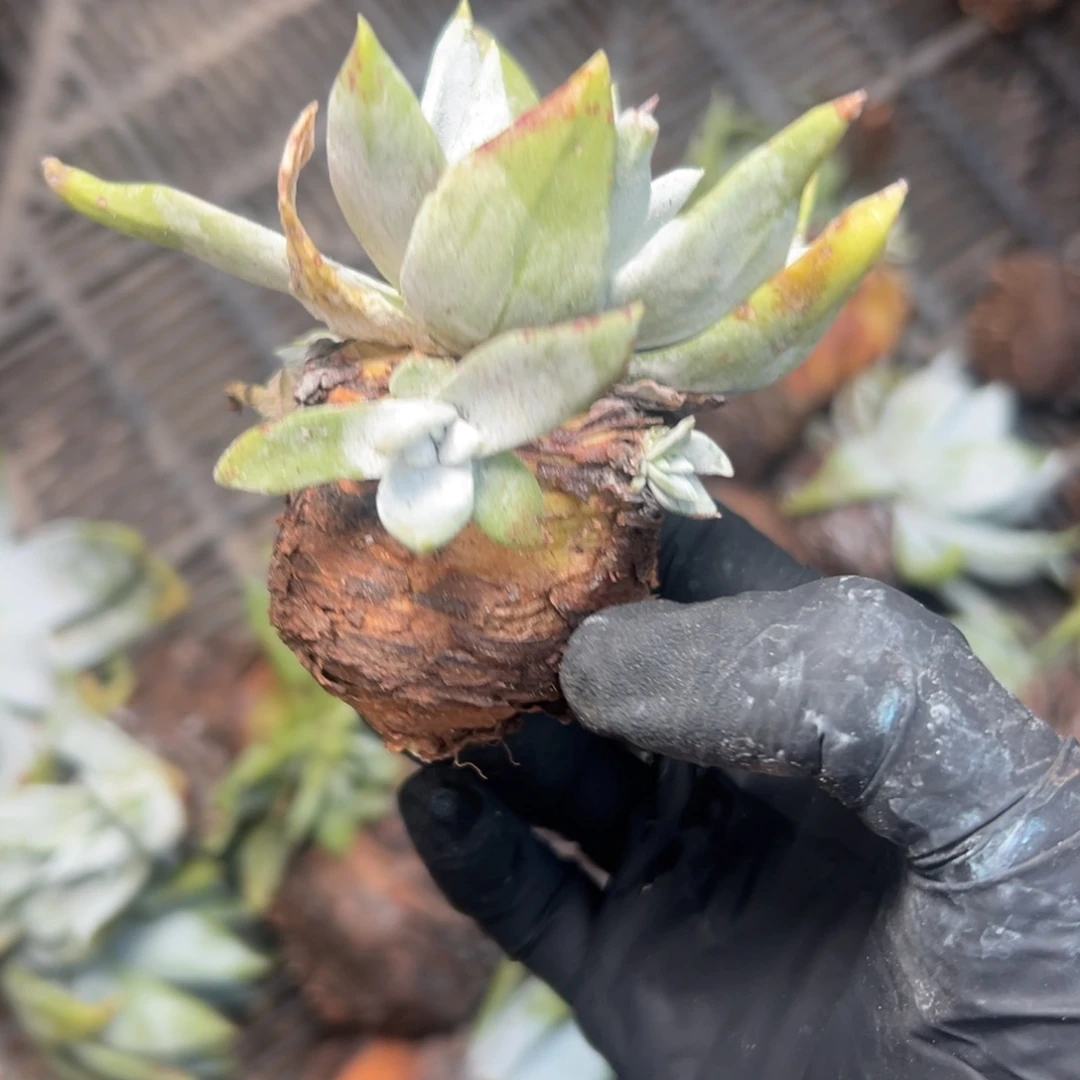 雪山～一物一拍1968