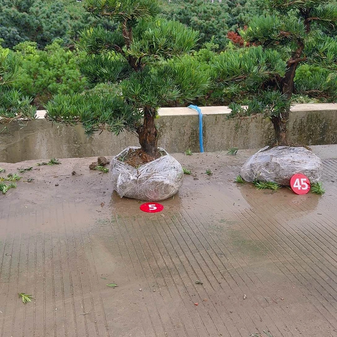 一***冯当前无花朵，栽培后可花朵