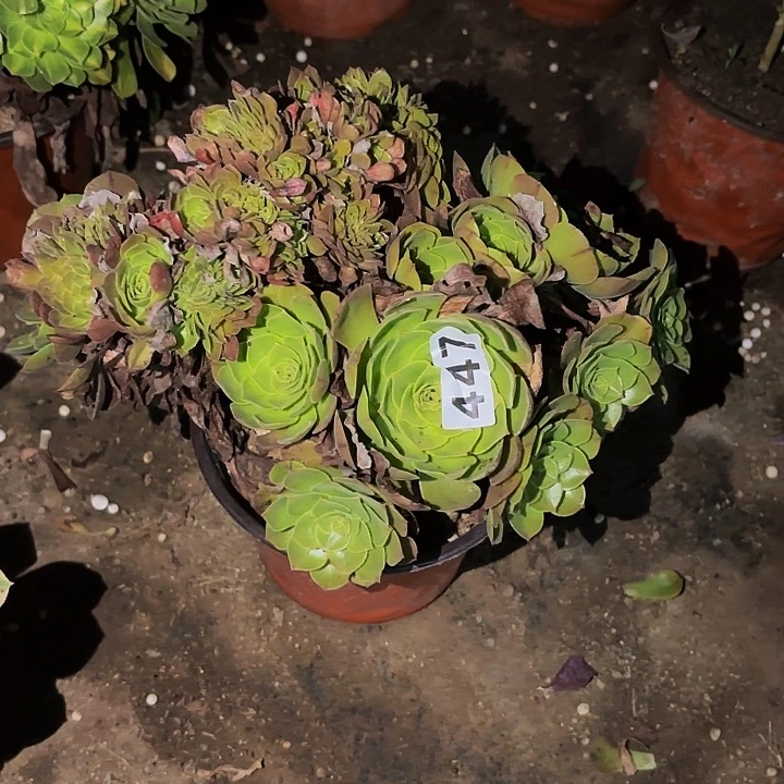 447黄金沙拉碗多肉