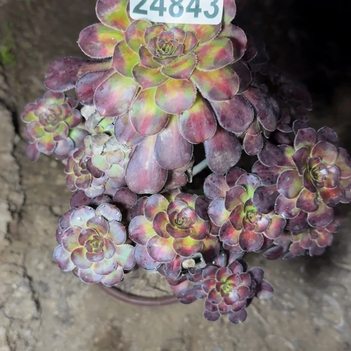 24843晚霞多肉植物