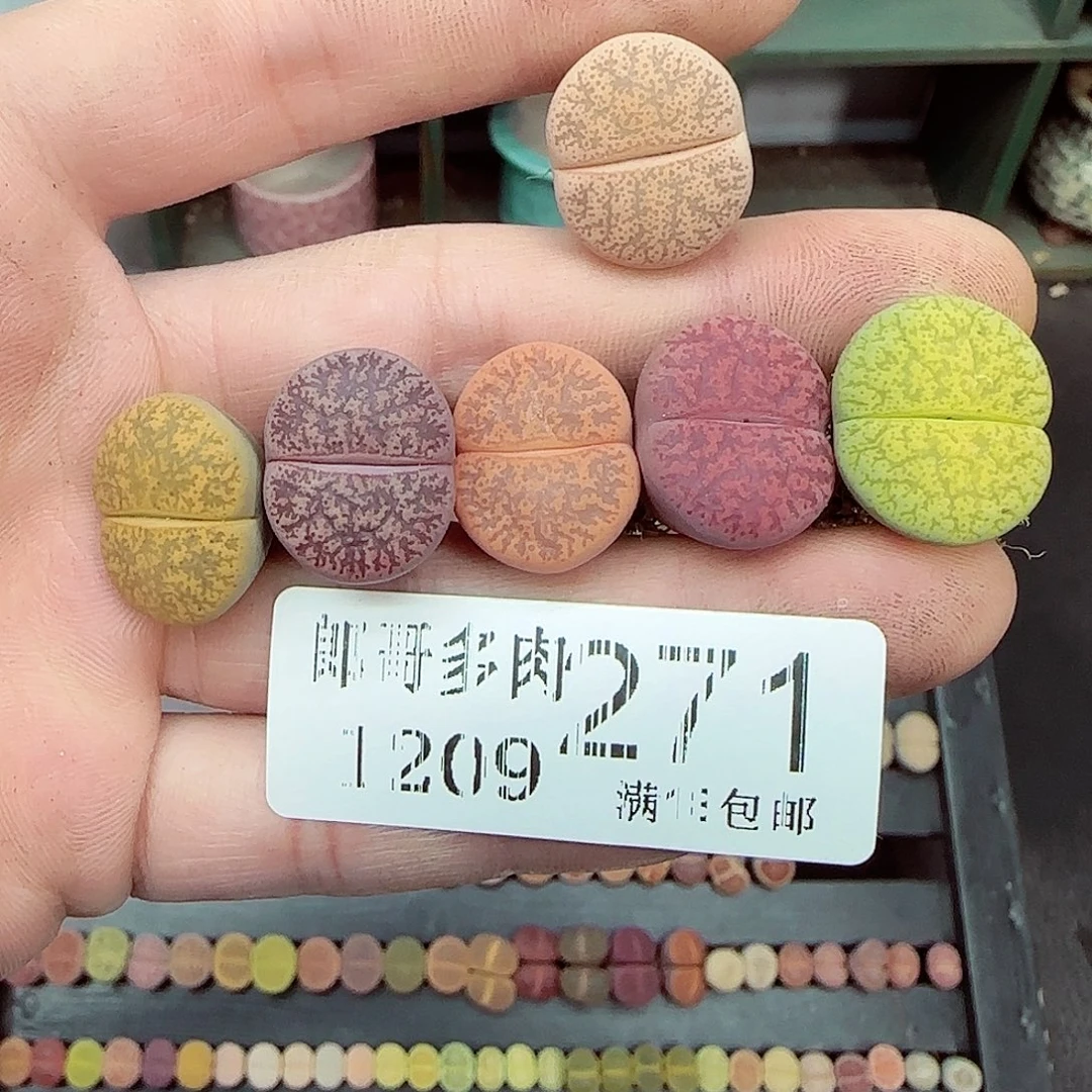 u***4满满18包邮1209-271