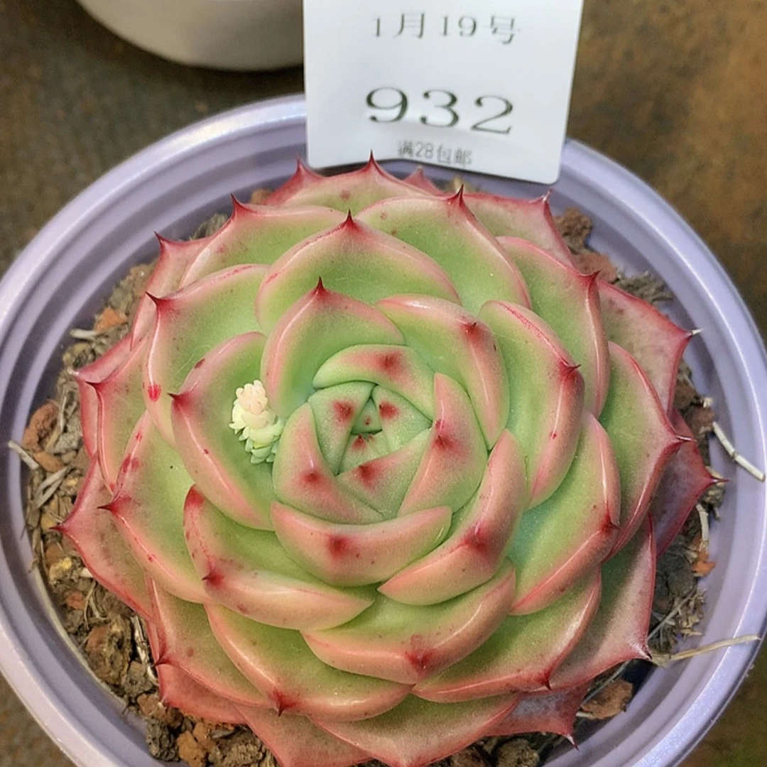 【闪购商品】云932