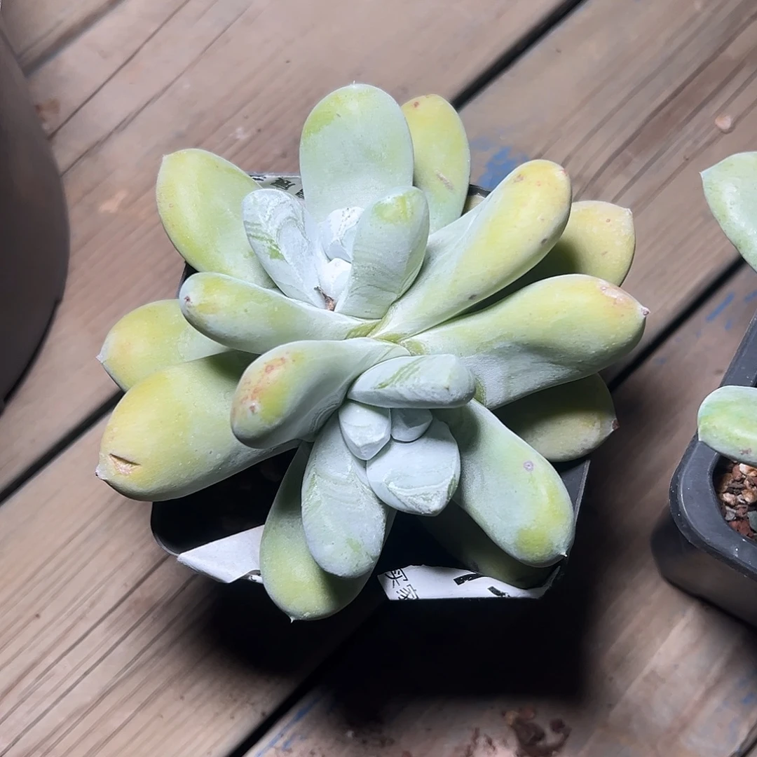 一物一拍拇指1287