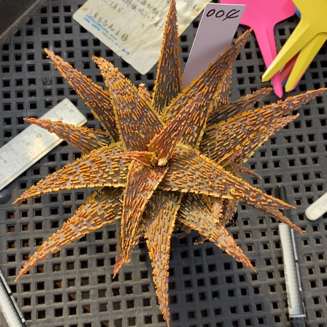 墨***尘004保温园艺芦荟园艺芦荟