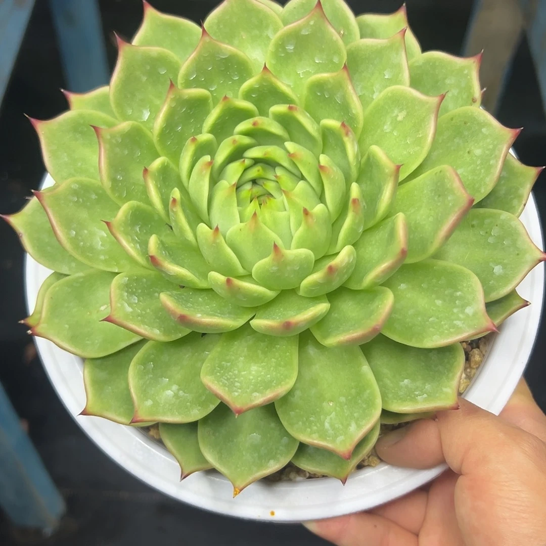 麦凯龙，一物一拍，