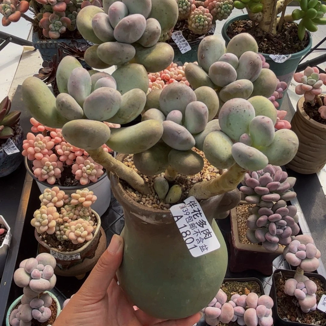 1801蛋黄奶10cm多肉